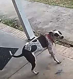 Lost dog in Watertown, TN, 37184