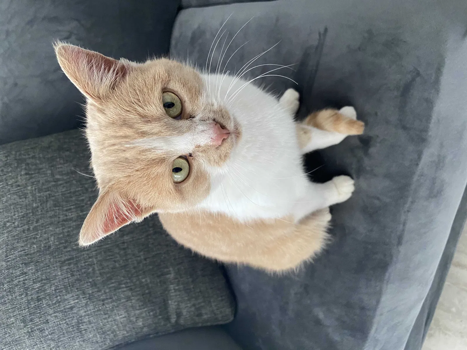 Found cat in Elkhart, IN, 46517