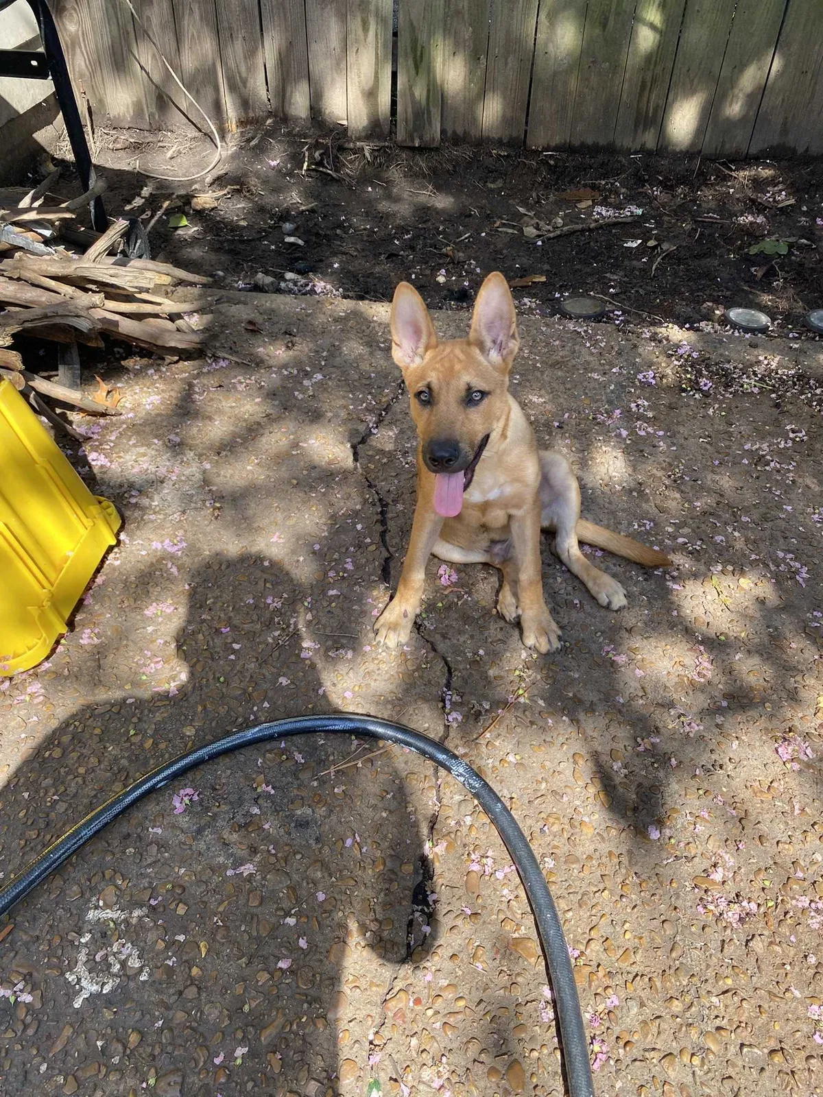 Lost dog in Memphis, TN, 38115