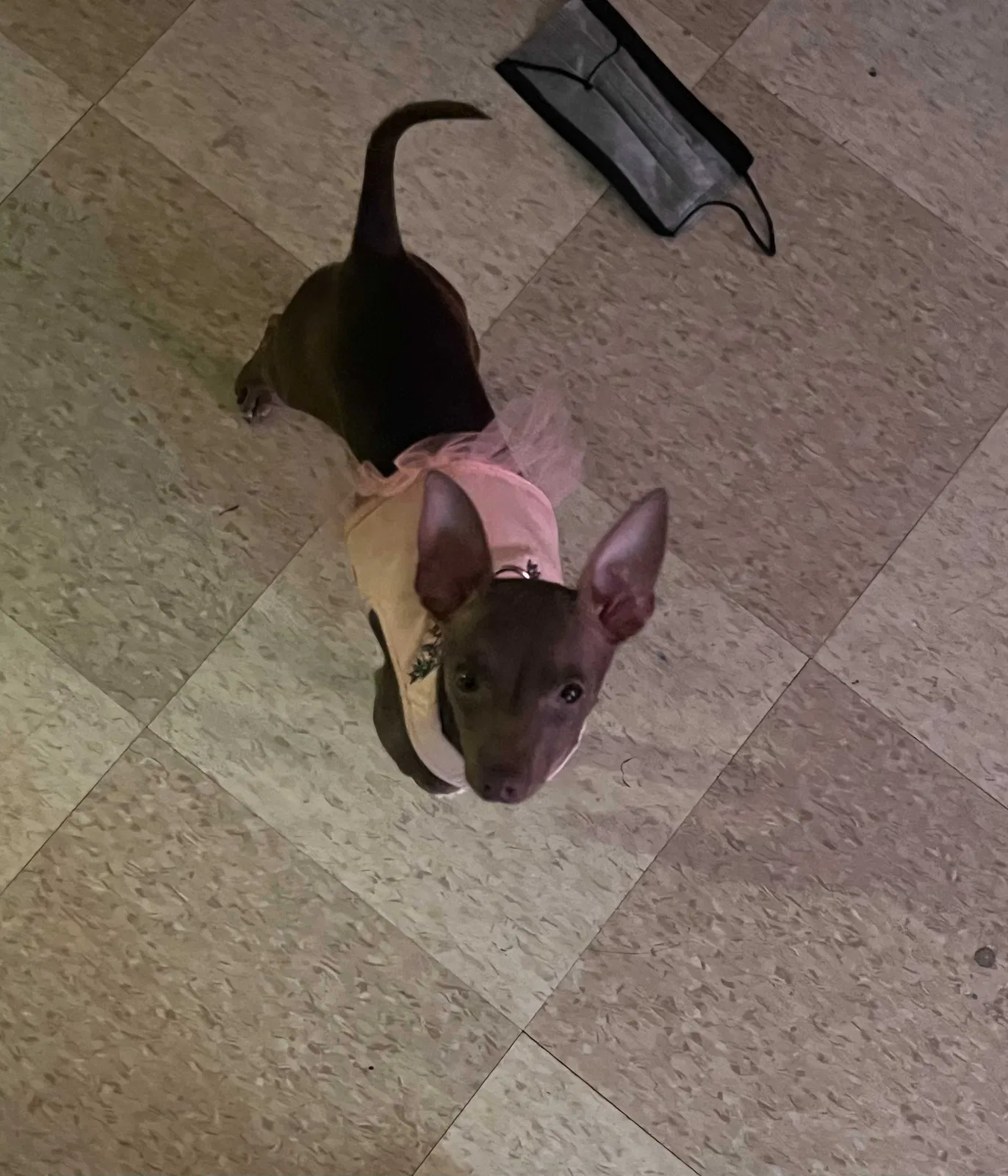 Lost dog in Culver City, CA, 90230