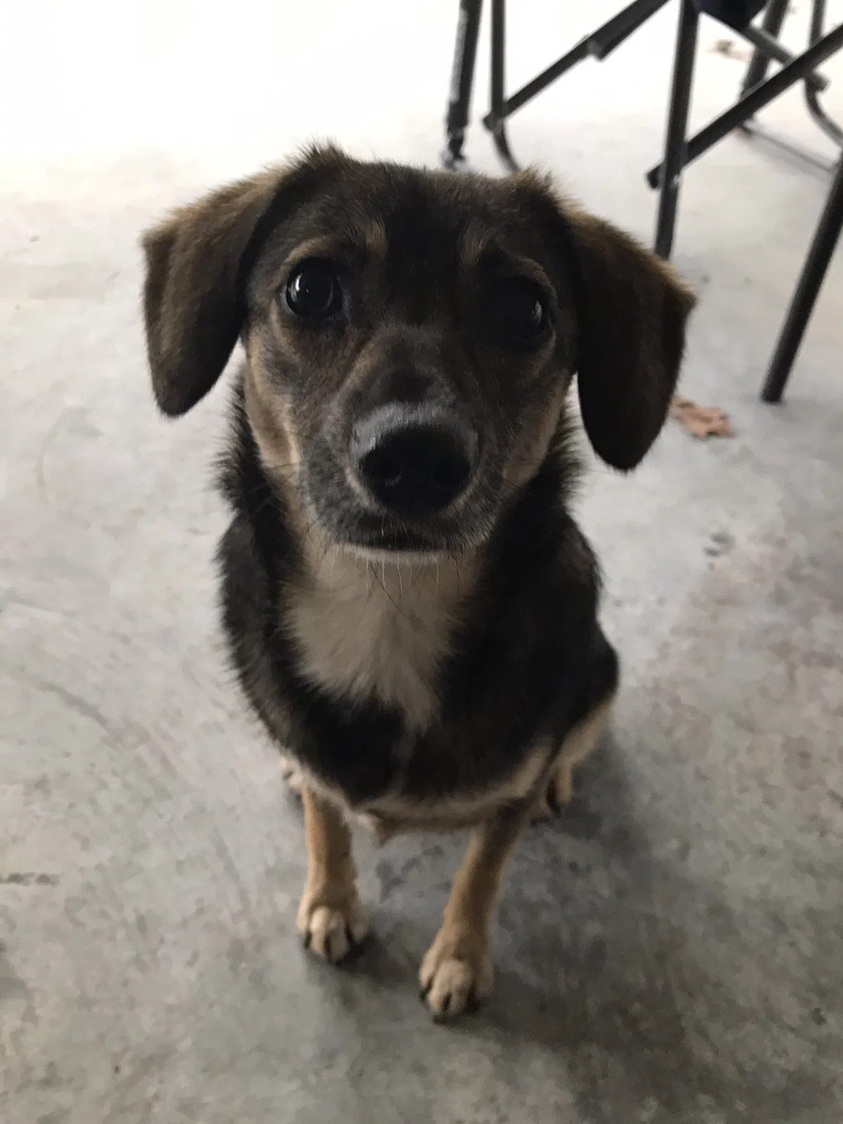 Found Dog