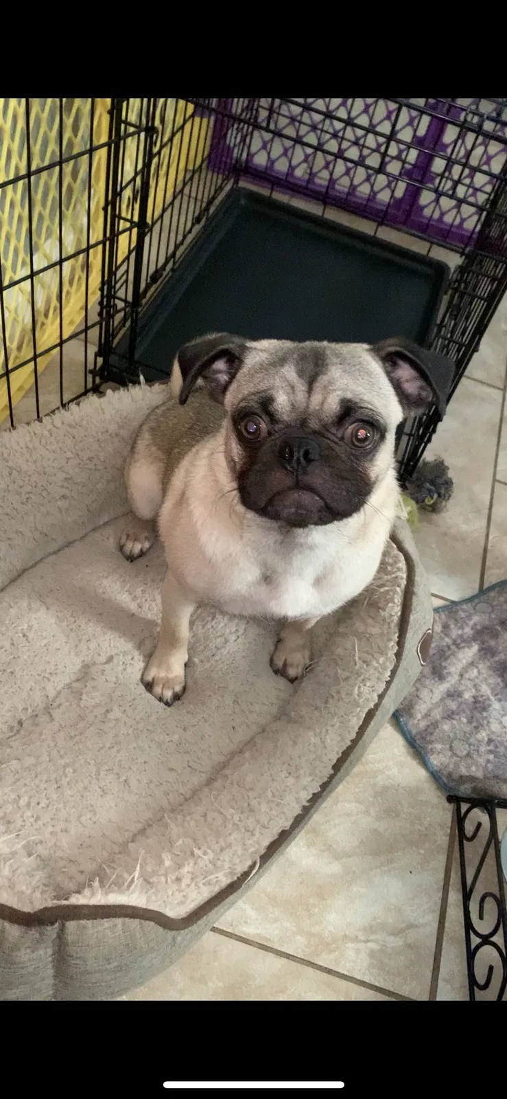 Lost dog in Garland, TX, 75040