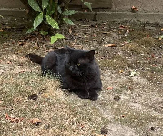 Lost cat in Portland, OR, 97202