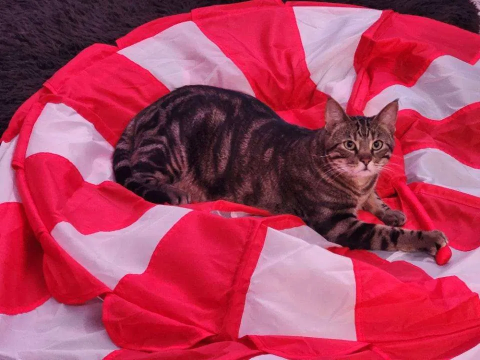 Lost cat in Arlington, TX, 76013