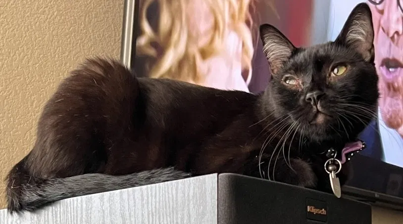 Lost cat in North Las Vegas, NV, 89081