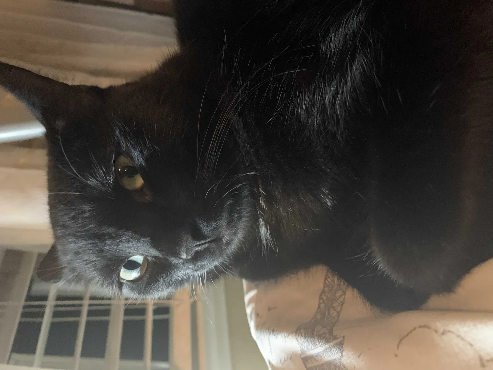 Lost cat in Euless, TX, 76040