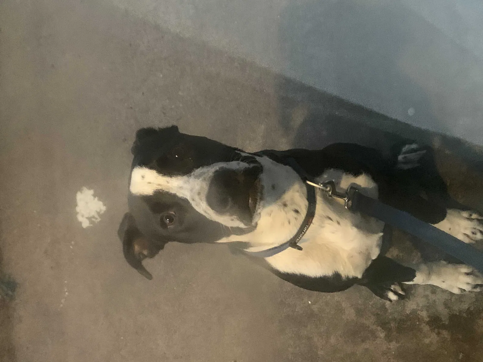 Lost dog in Houston, TX, 77061