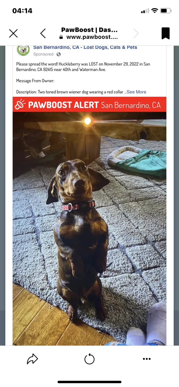 Lost dog in San Bernardino, CA, 92404