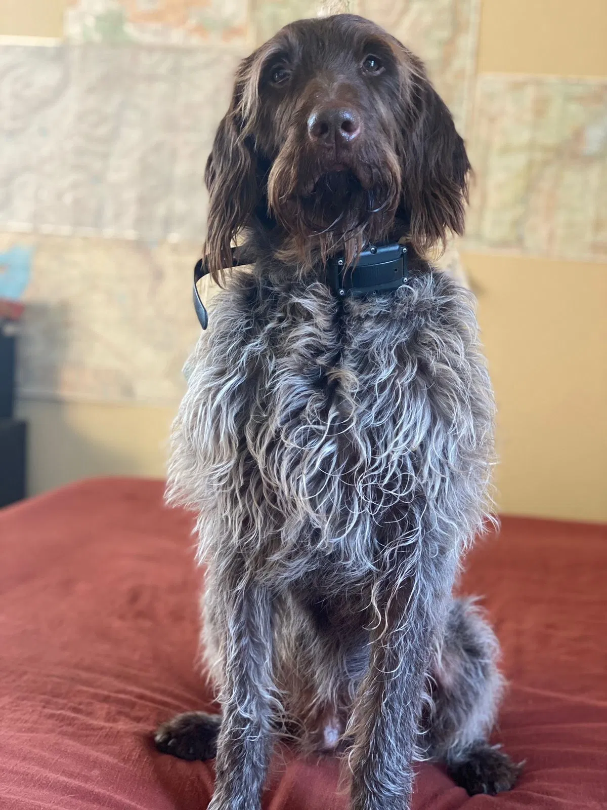 Lost dog in Denver, CO, 80212