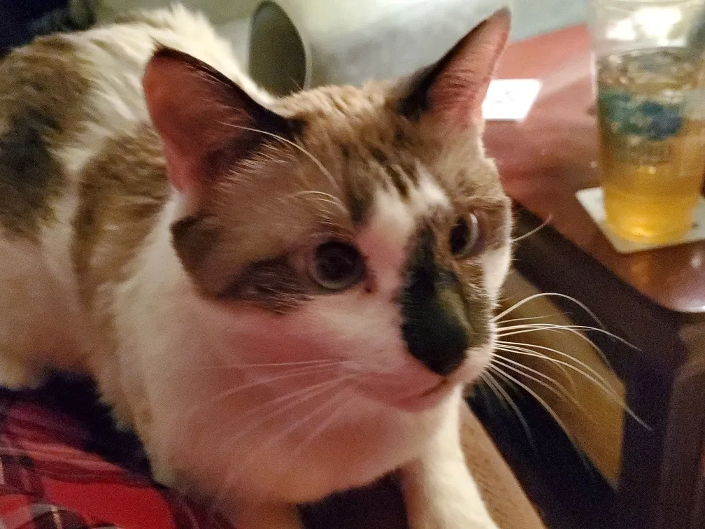 Lost cat in Las Vegas, NV, 89131