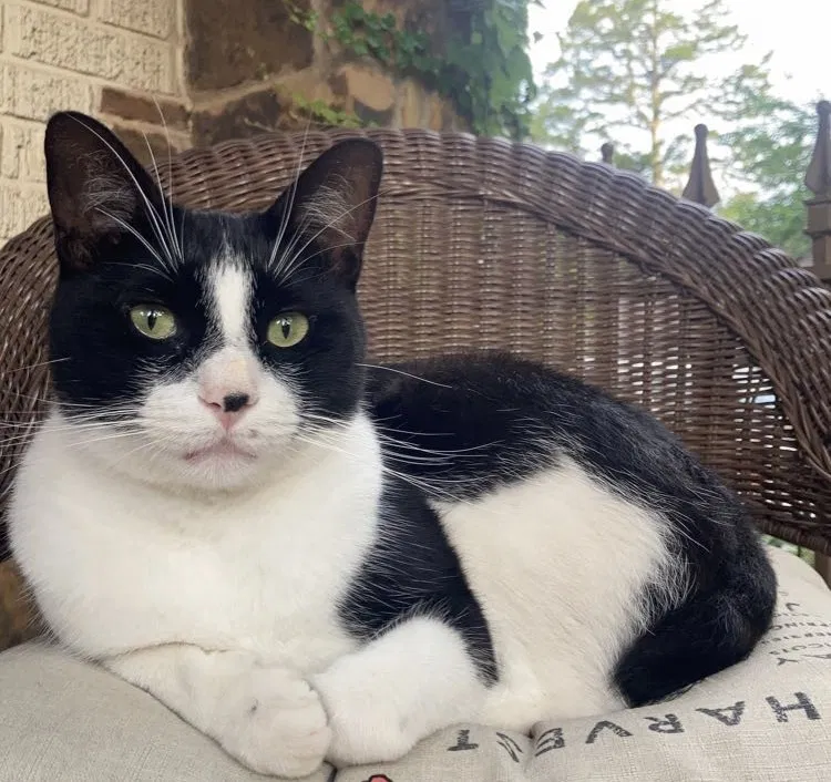 Lost cat in Oklahoma City, OK, 73112