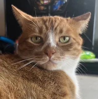 Lost cat in Piedmont, OK, 73078