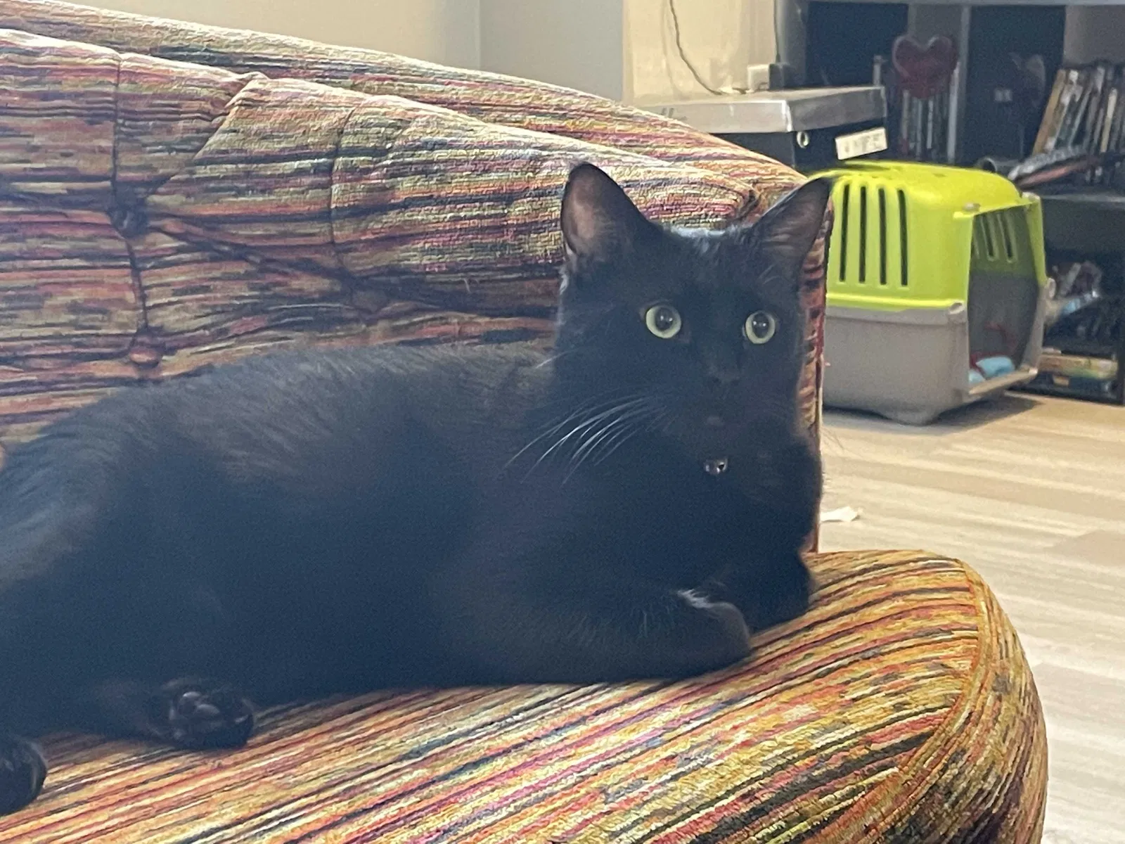 Lost cat in Las Vegas, NV, 89128