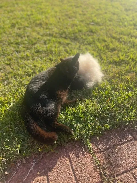 Lost cat in Saint Gabriel, LA, 70776