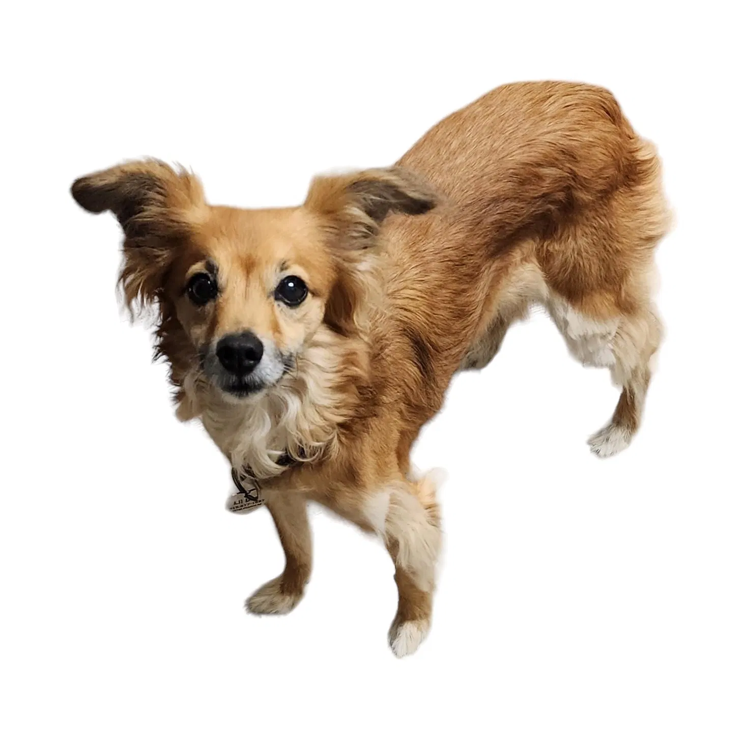Lost dog in San Diego, CA, 92124