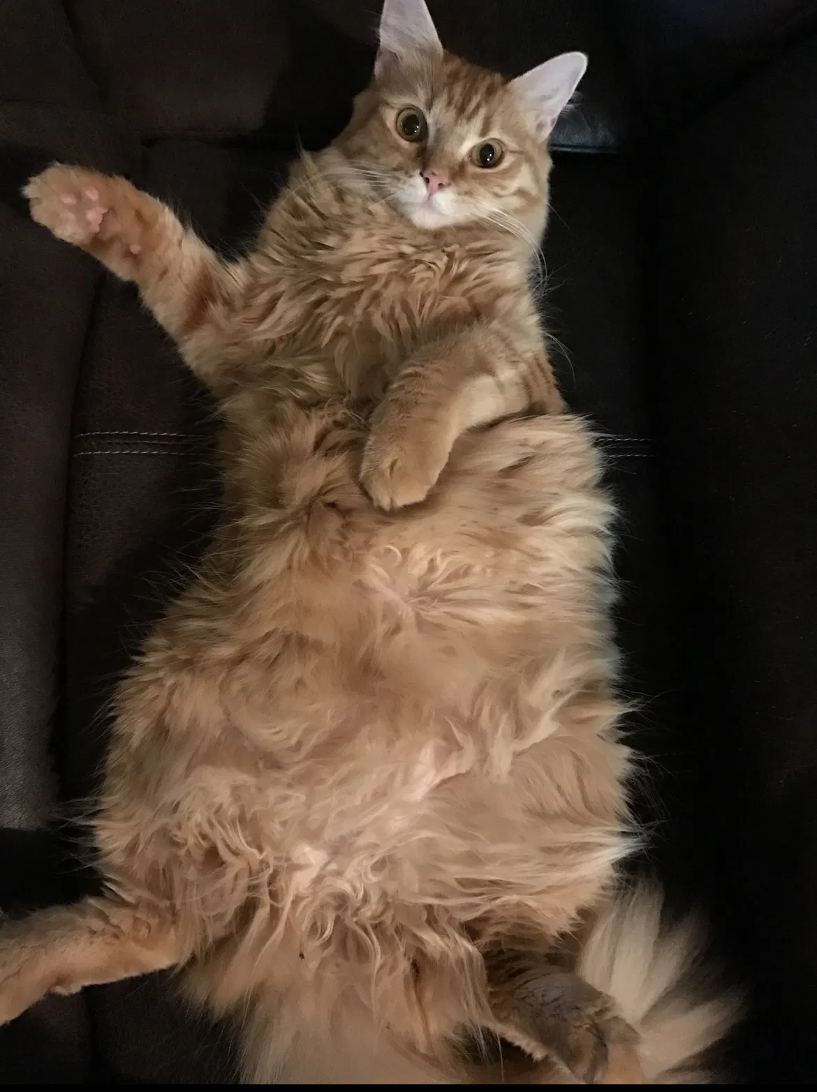 Lost cat in El Mirage, AZ, 85335