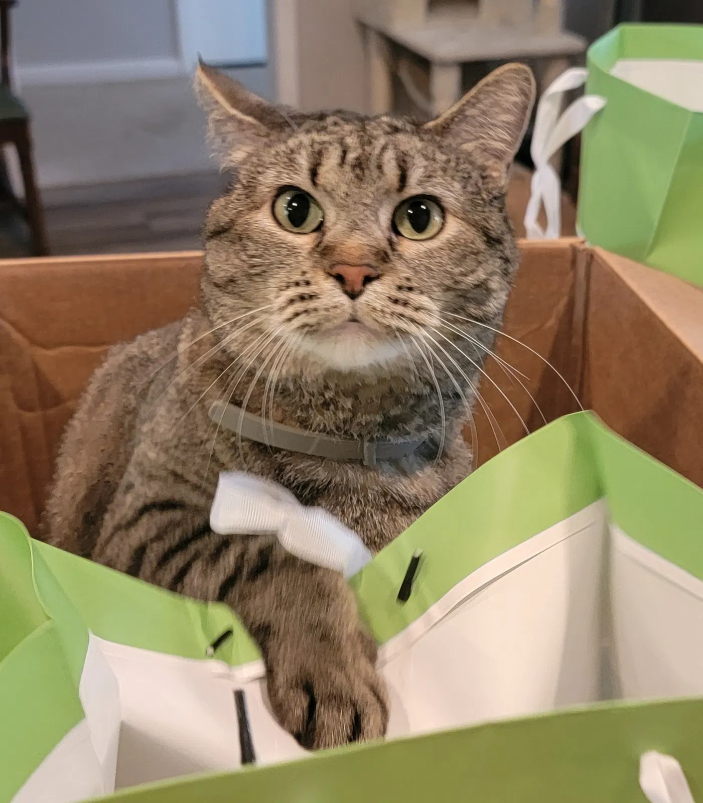 Lost cat in Tulsa, OK, 74105