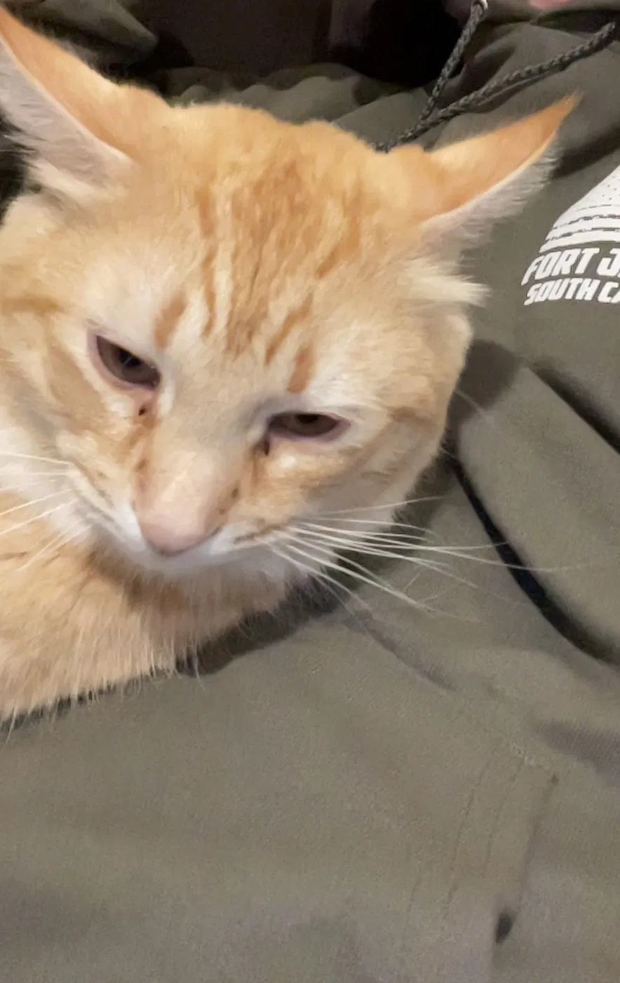 Lost cat in Fort Wayne, IN, 46806