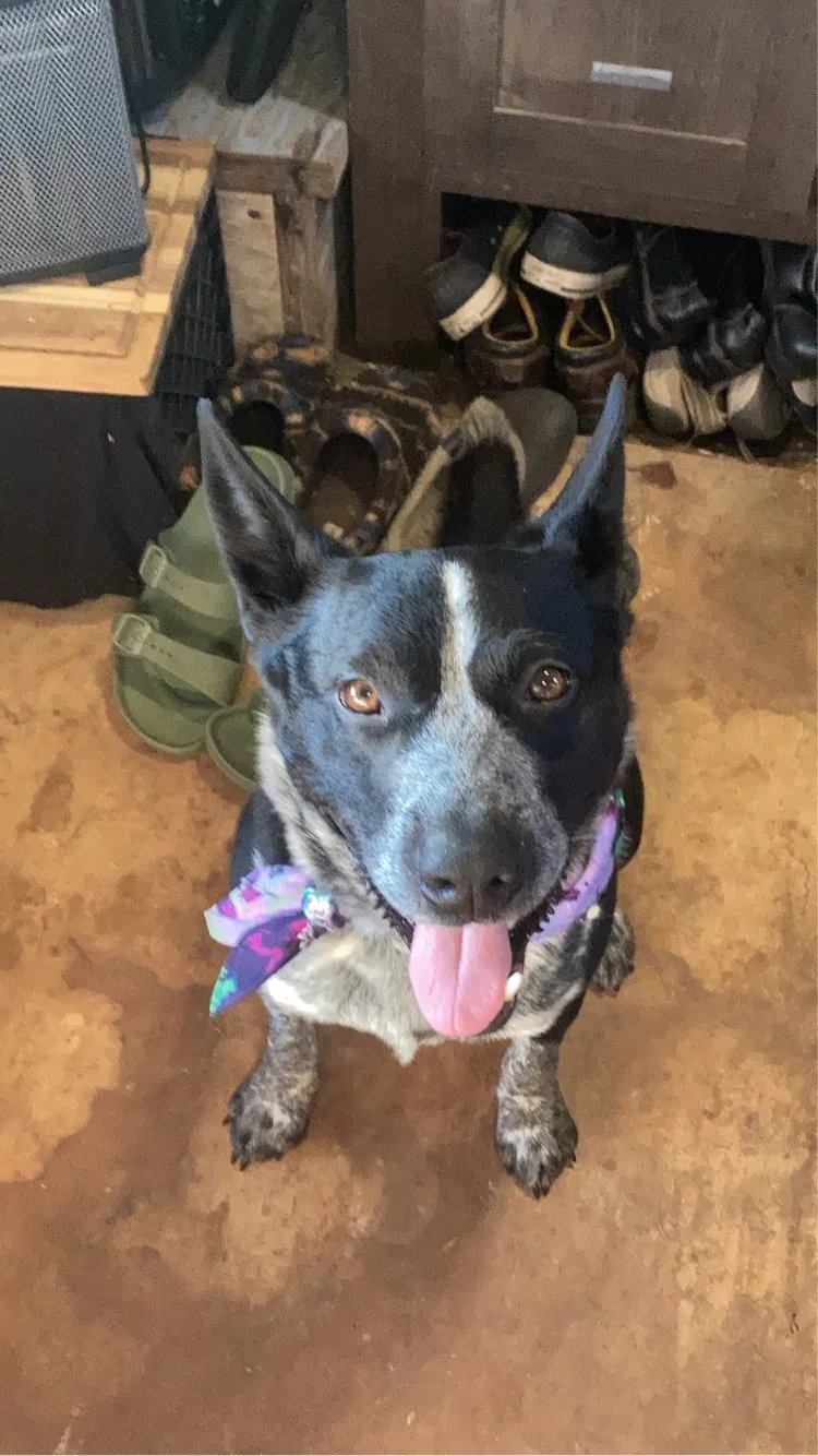 Lost dog in Onalaska, WA, 98570