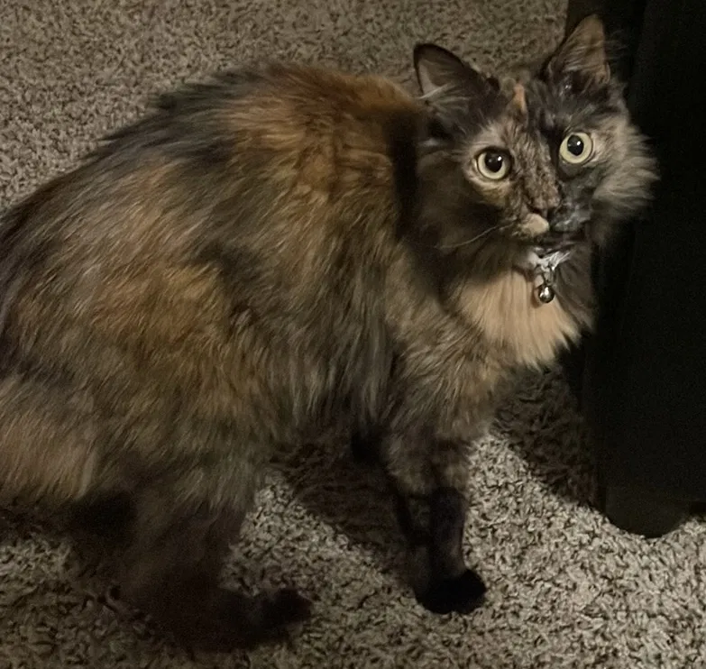 Lost cat in Clarksville, TN, 37040