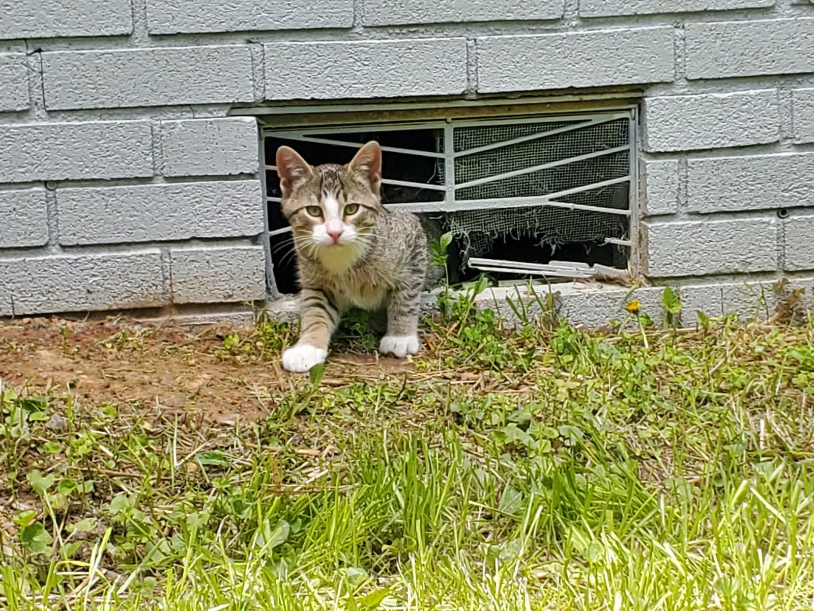 Lost cat in Cartersville, GA, 30120
