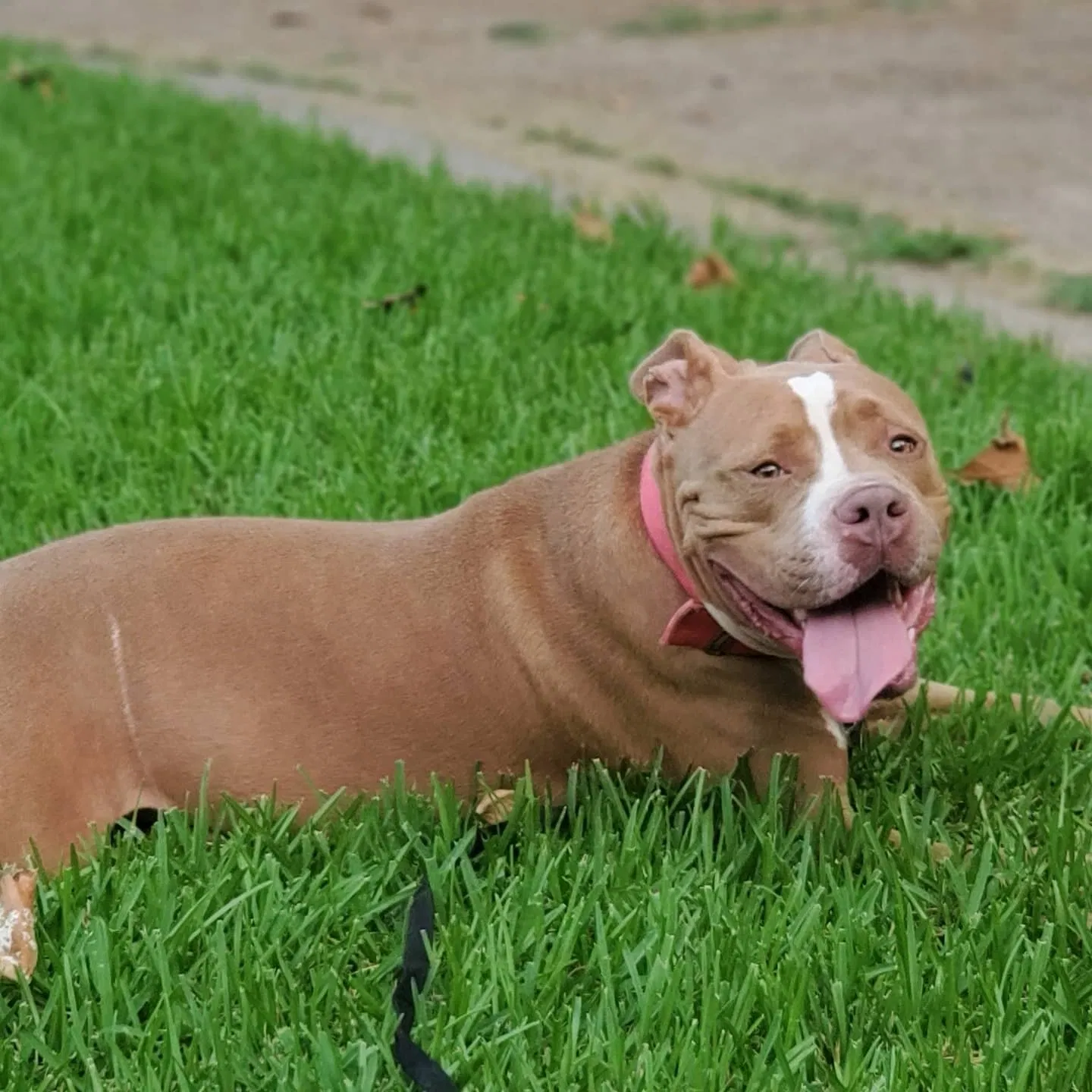 Lost dog in Shreveport, LA, 71104