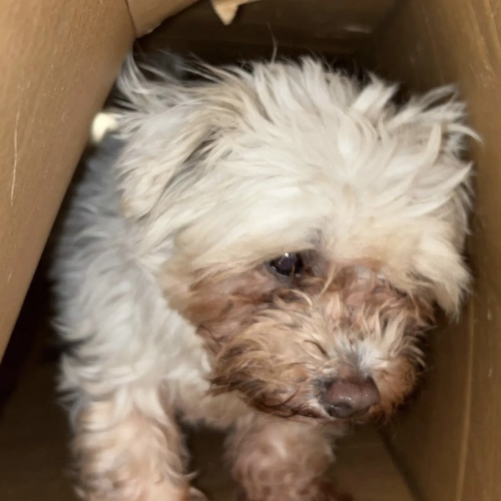 Lost dog in Chicago, IL, 60638