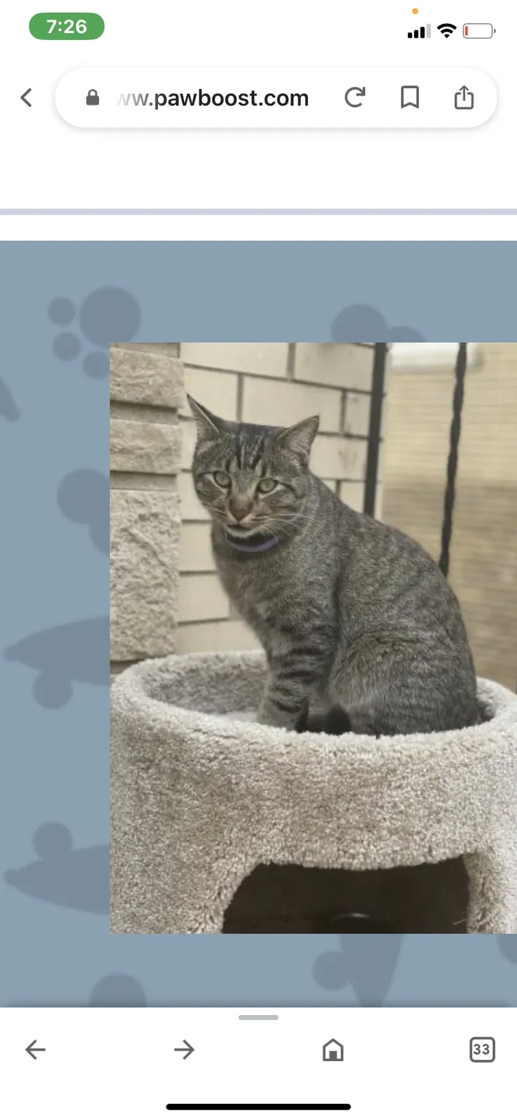 Lost cat in Chicago, IL, 60652