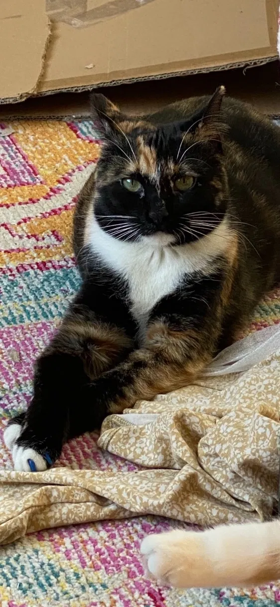 Lost cat in Las Vegas, NV, 89148