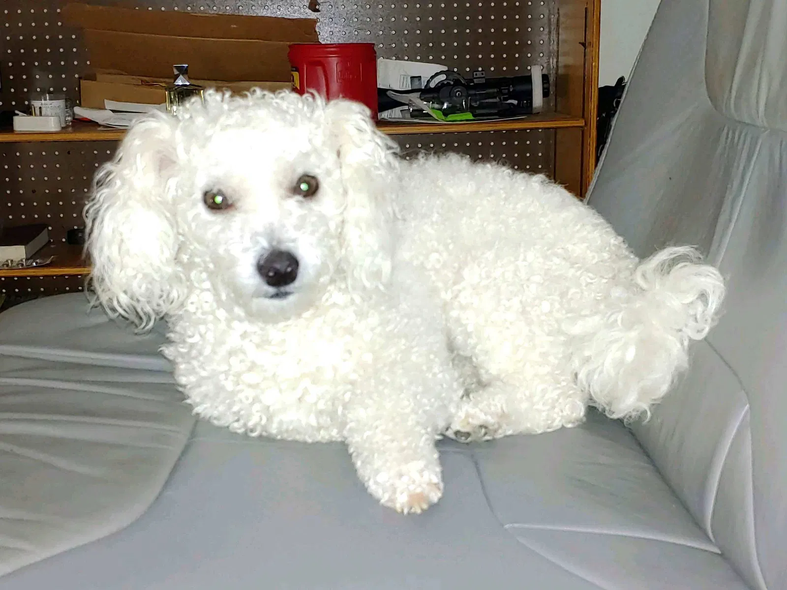Lost dog in Fort Worth, TX, 76112
