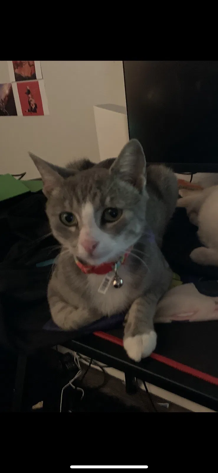 Lost cat in Edmond, OK, 73003