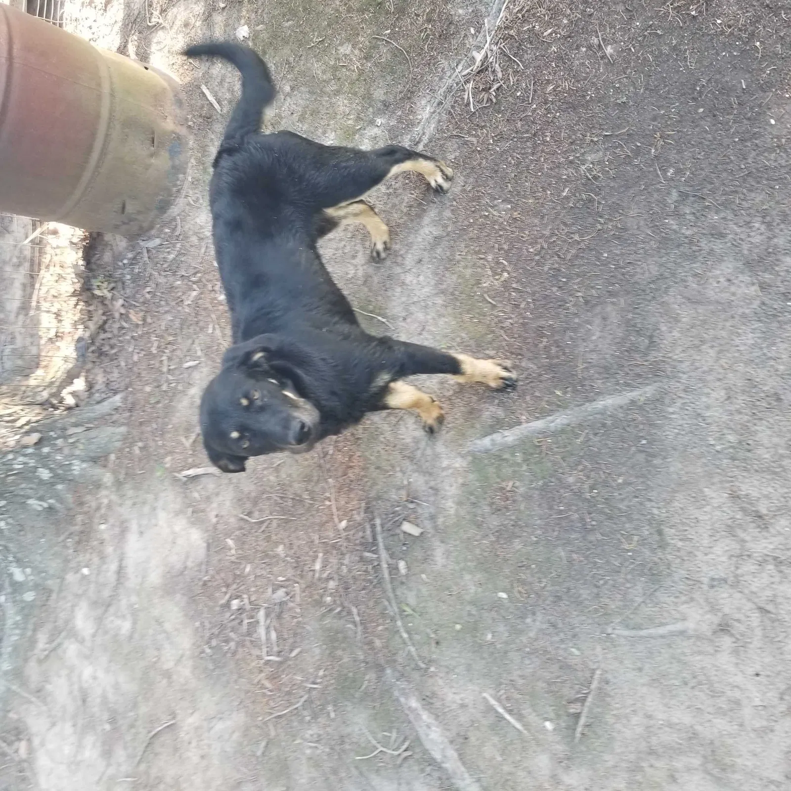 Lost dog in Emory, TX, 75440