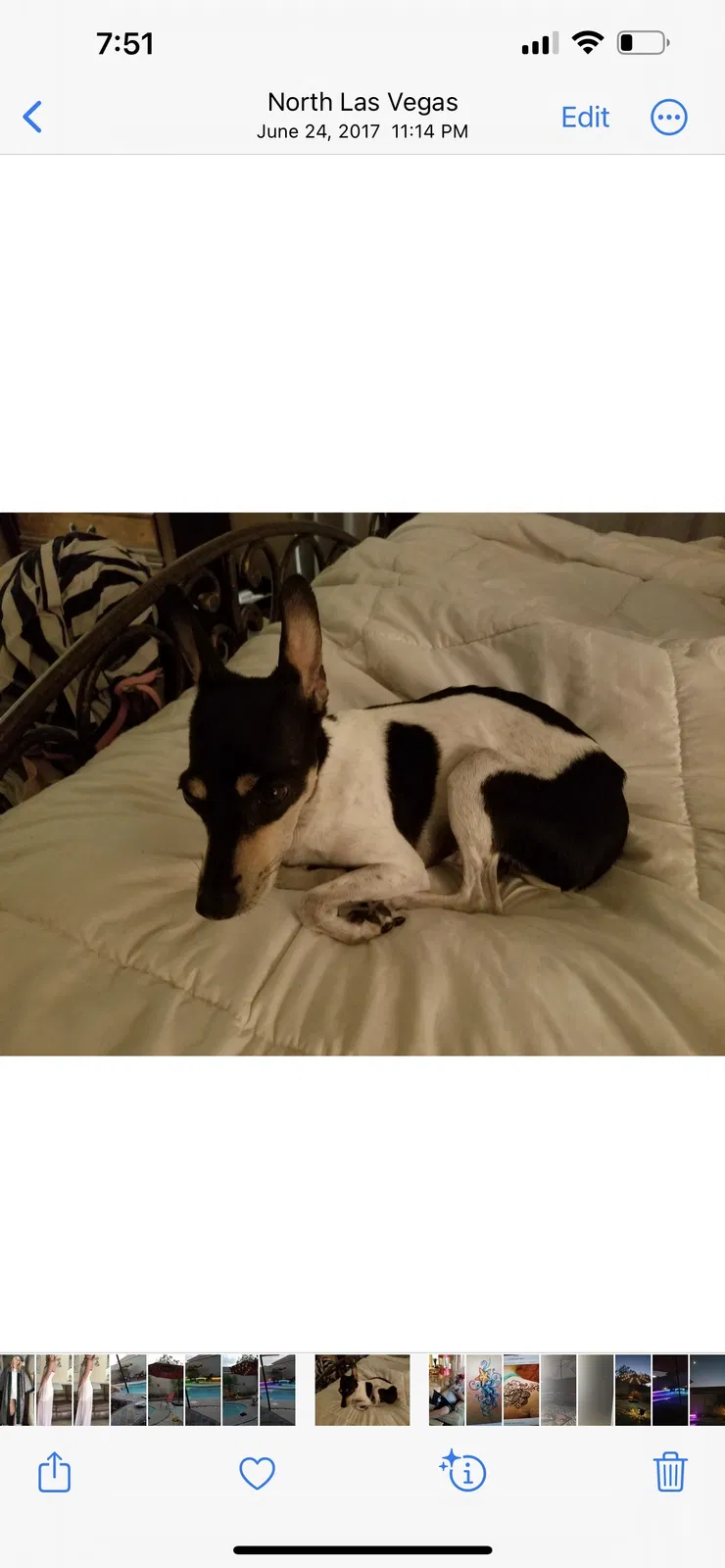 Lost dog in North Las Vegas, NV, 89031