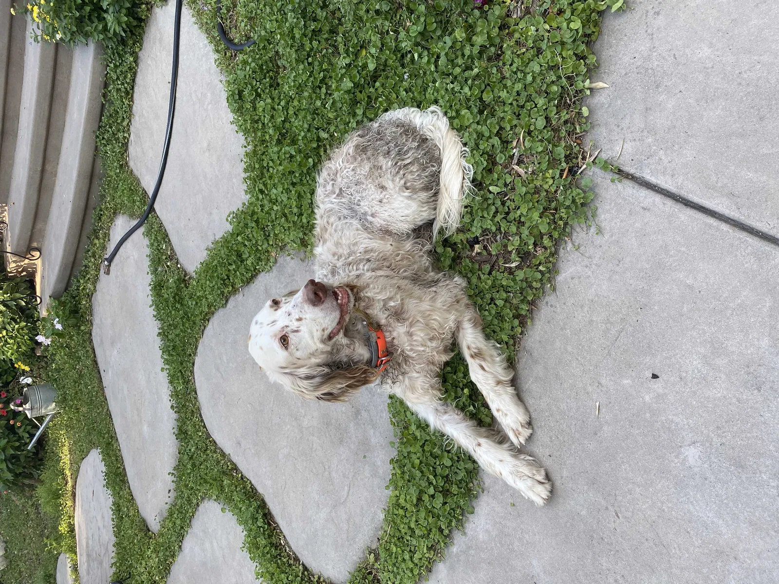 Lost dog in Newcastle, CA, 95658