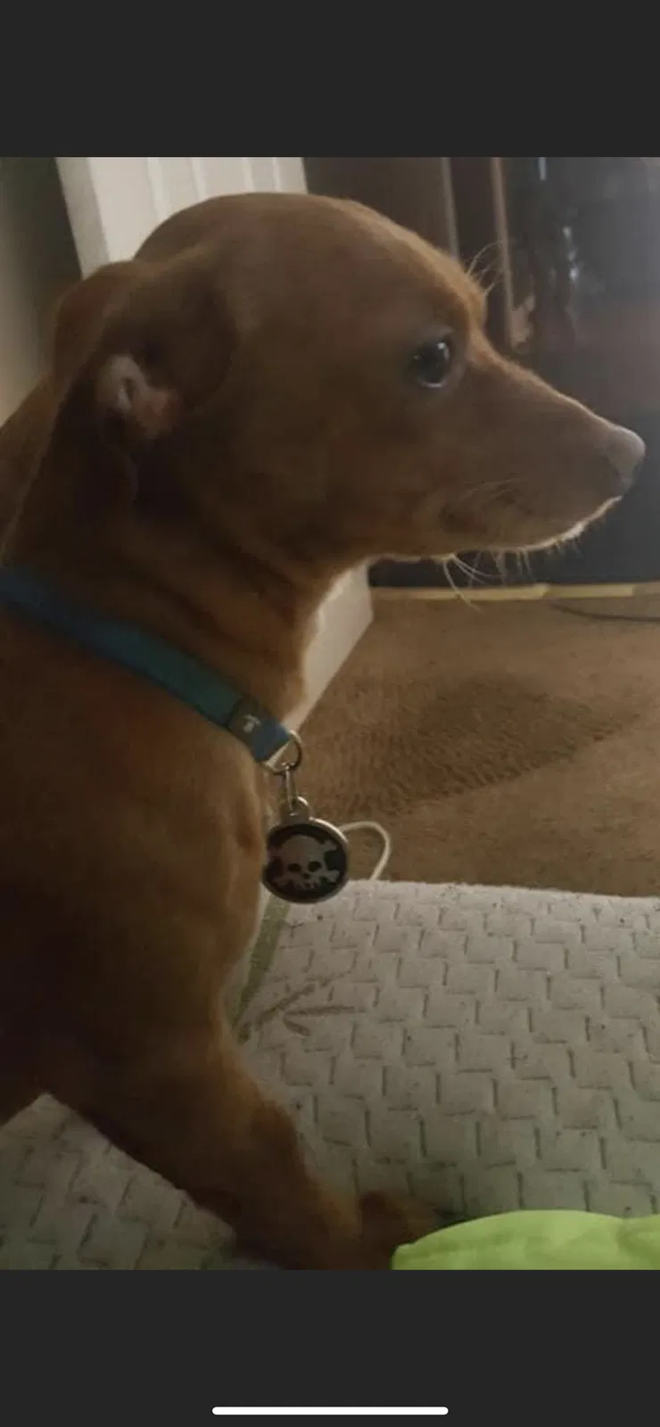 Lost dog in Dillon, SC, 29536
