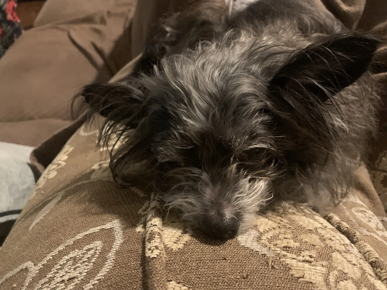 Lost dog in Jupiter, FL, 33458