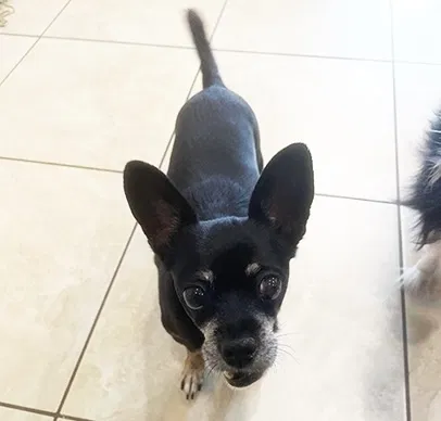 Lost dog in Palm Springs, CA, 92262