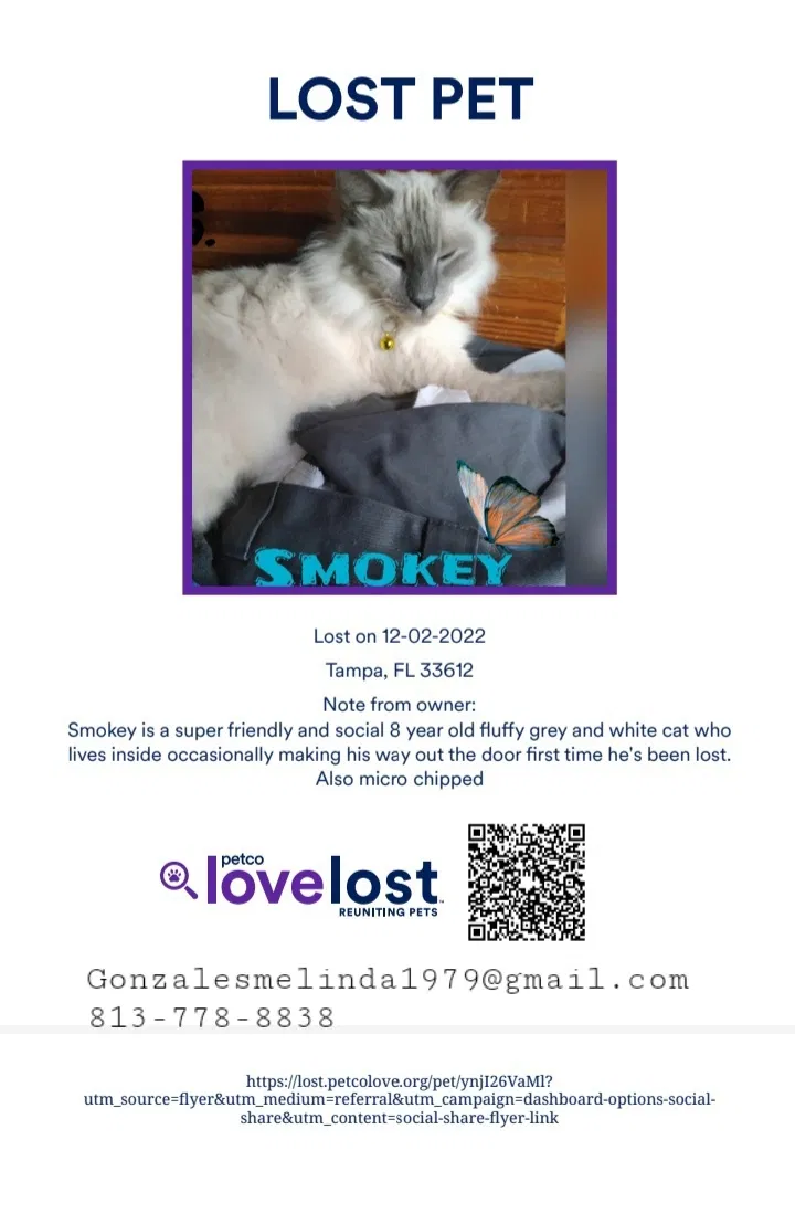 Lost cat in Tampa, FL, 33612