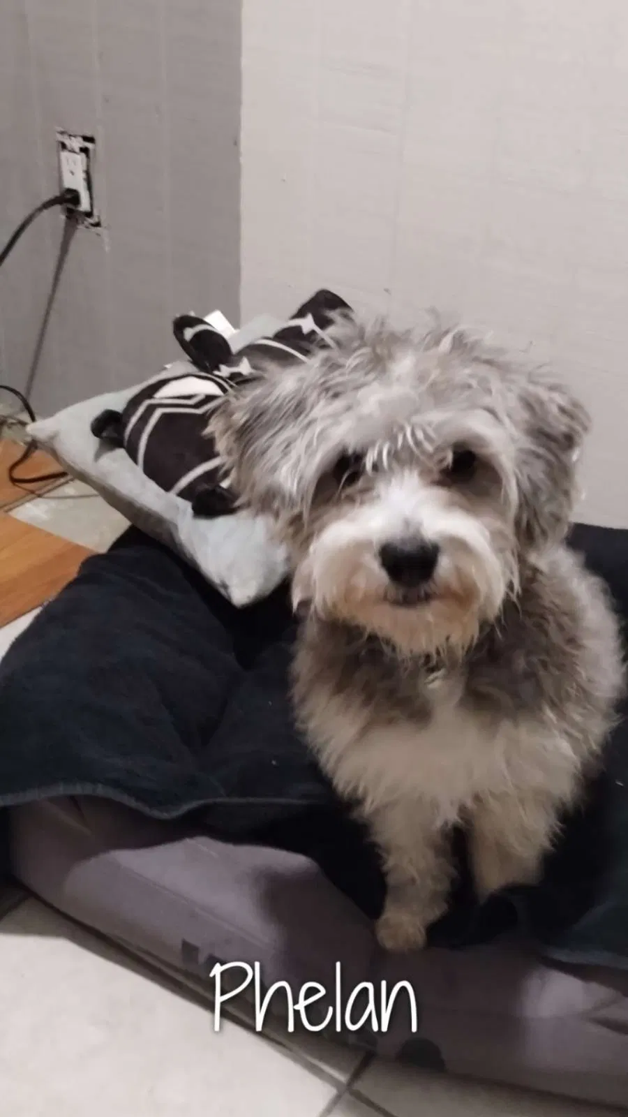 Lost dog in Unknown, CA, 89342