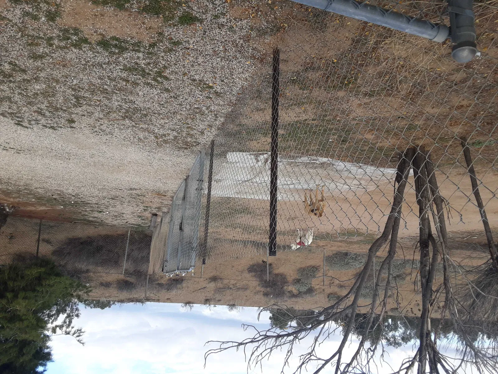 Found dog in Lake Elsinore, CA, 92530