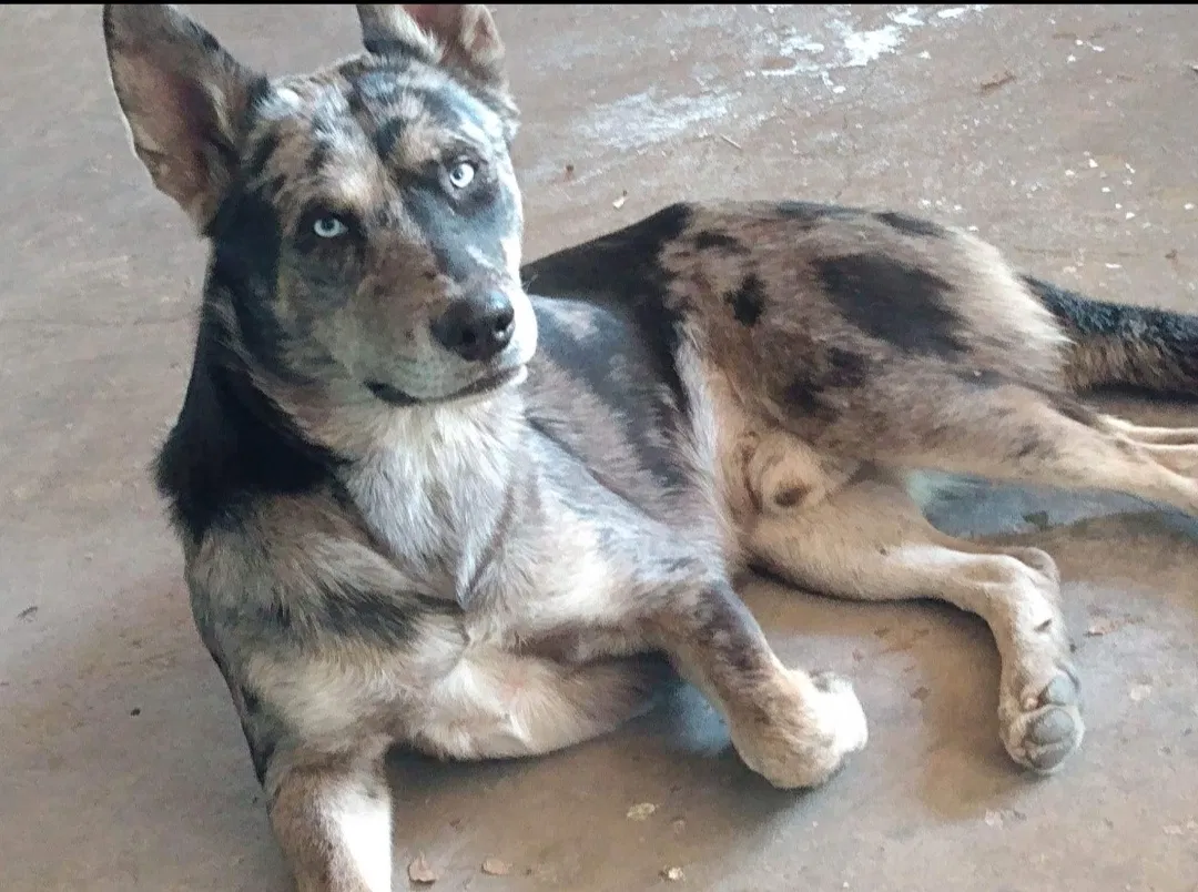 Lost dog in San Antonio, TX, 78207