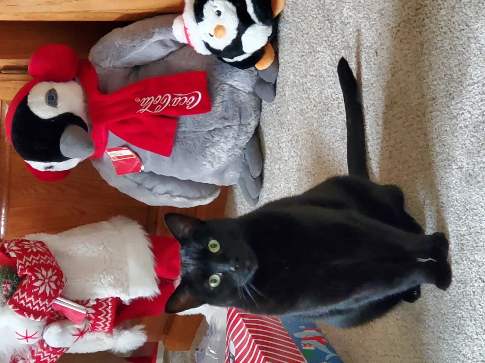 Lost cat in Monee, IL, 60449