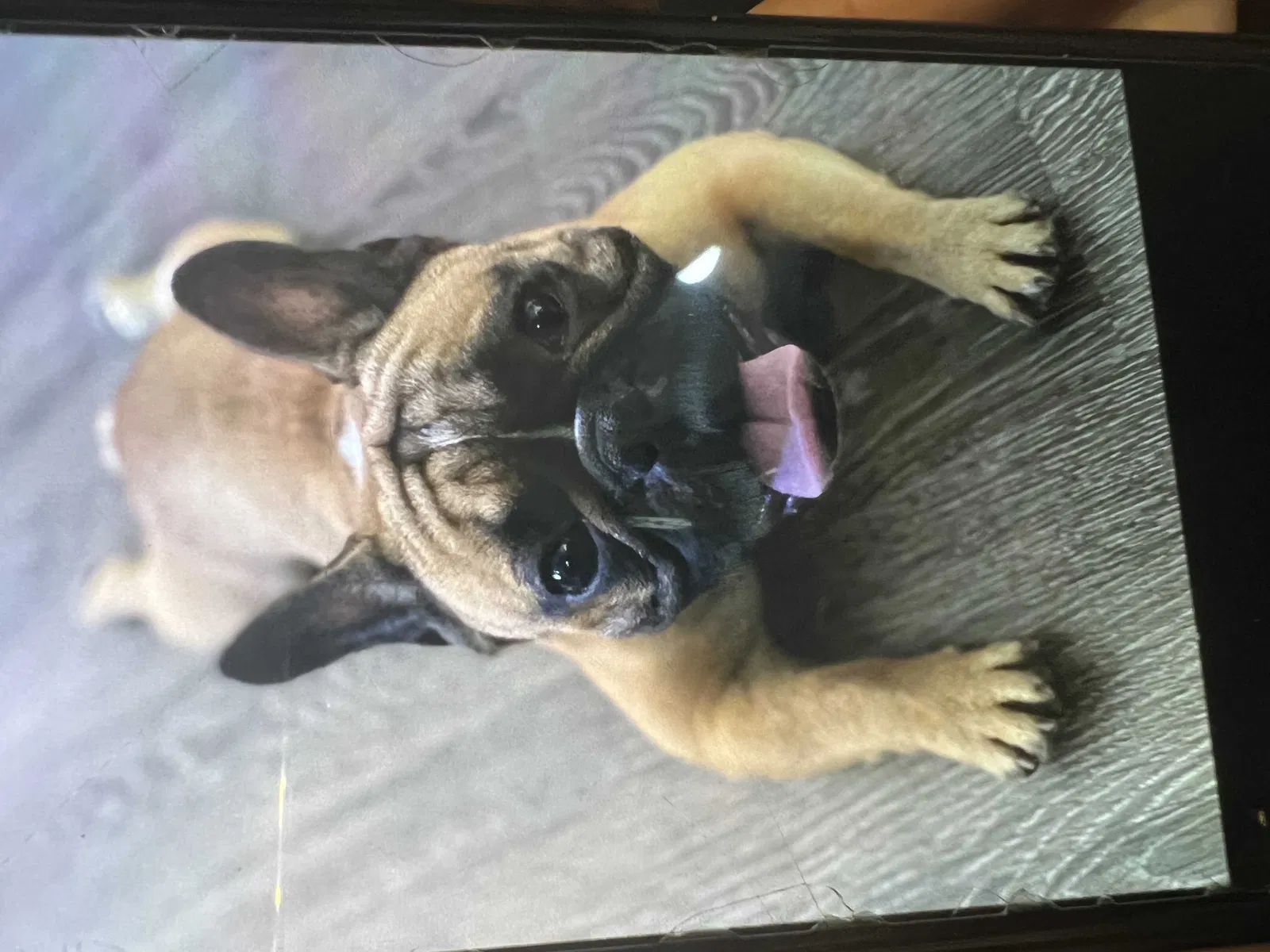Lost dog in Santa Rosa, CA, 95404