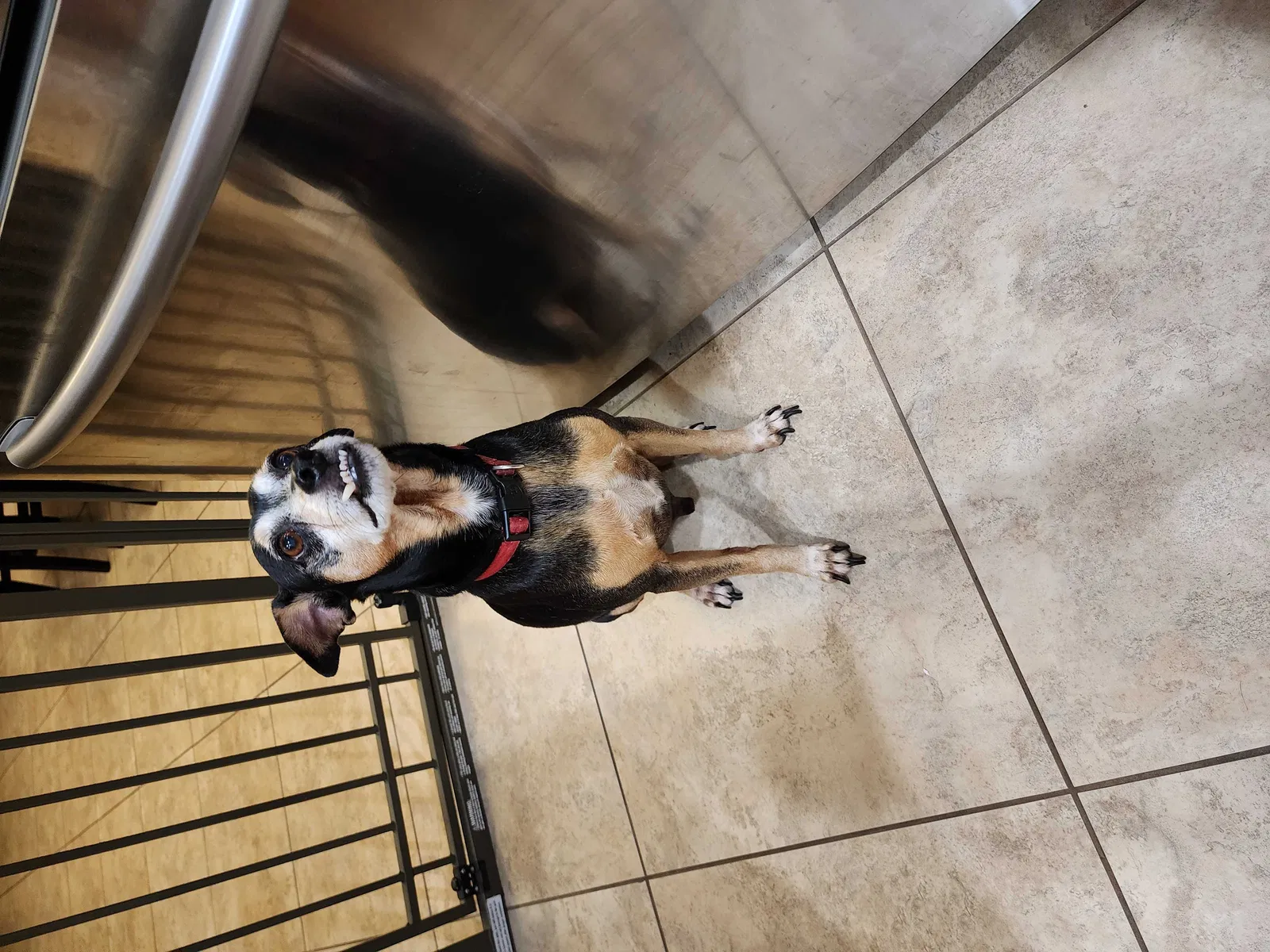 Found dog in Kissimmee, FL, 34744
