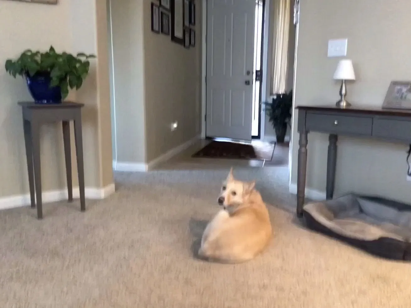 Lost dog in Stockton, CA, 95212