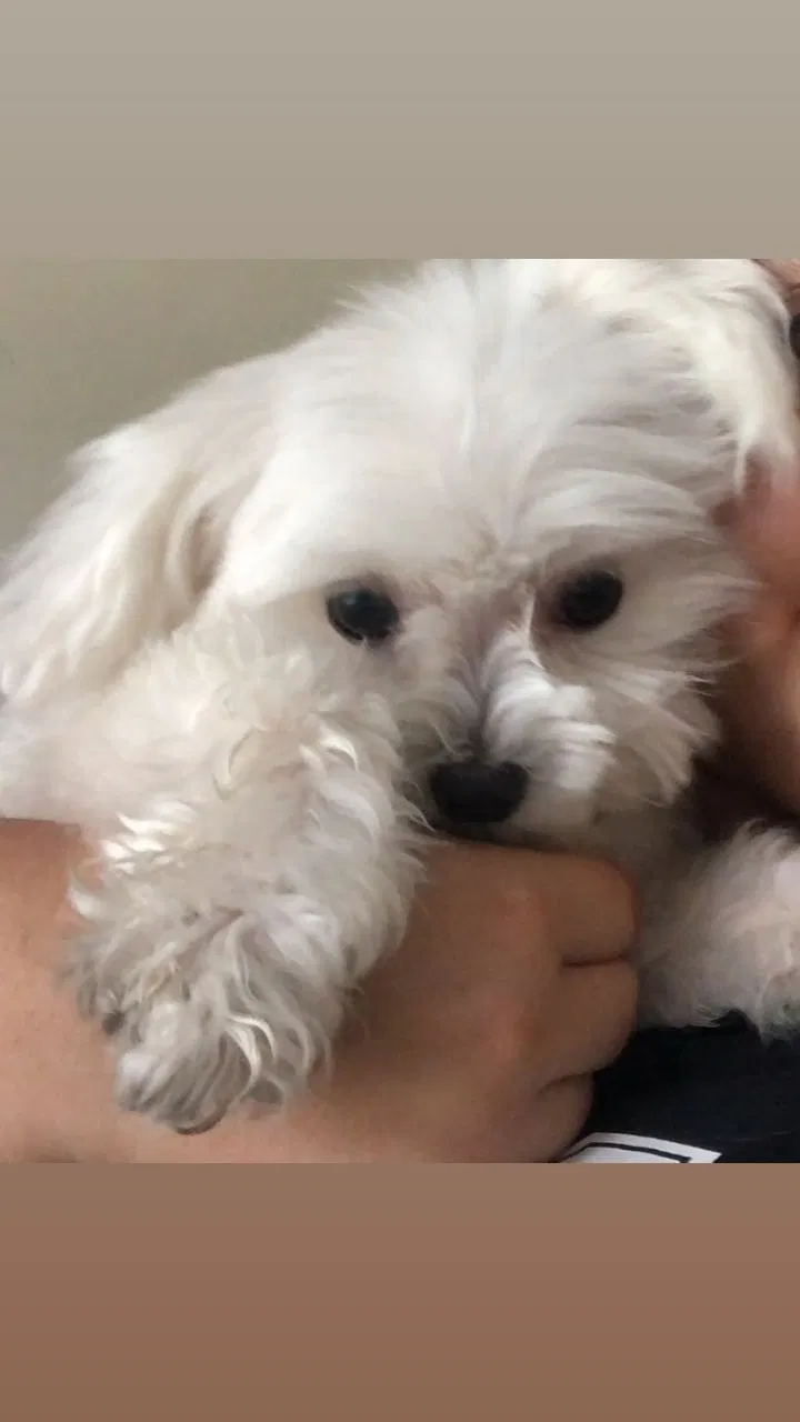 Lost dog in Hollywood, FL, 33024
