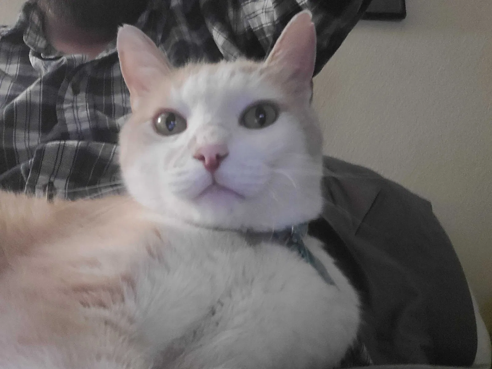 Lost cat in Rapid City, SD, 57701