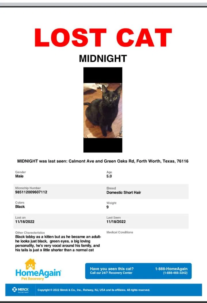 Lost cat in Fort Worth, TX, 76116