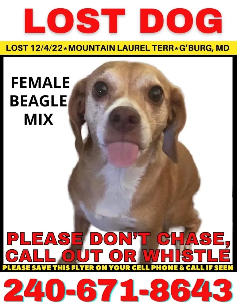 Lost dog in Gaithersburg, MD, 20879