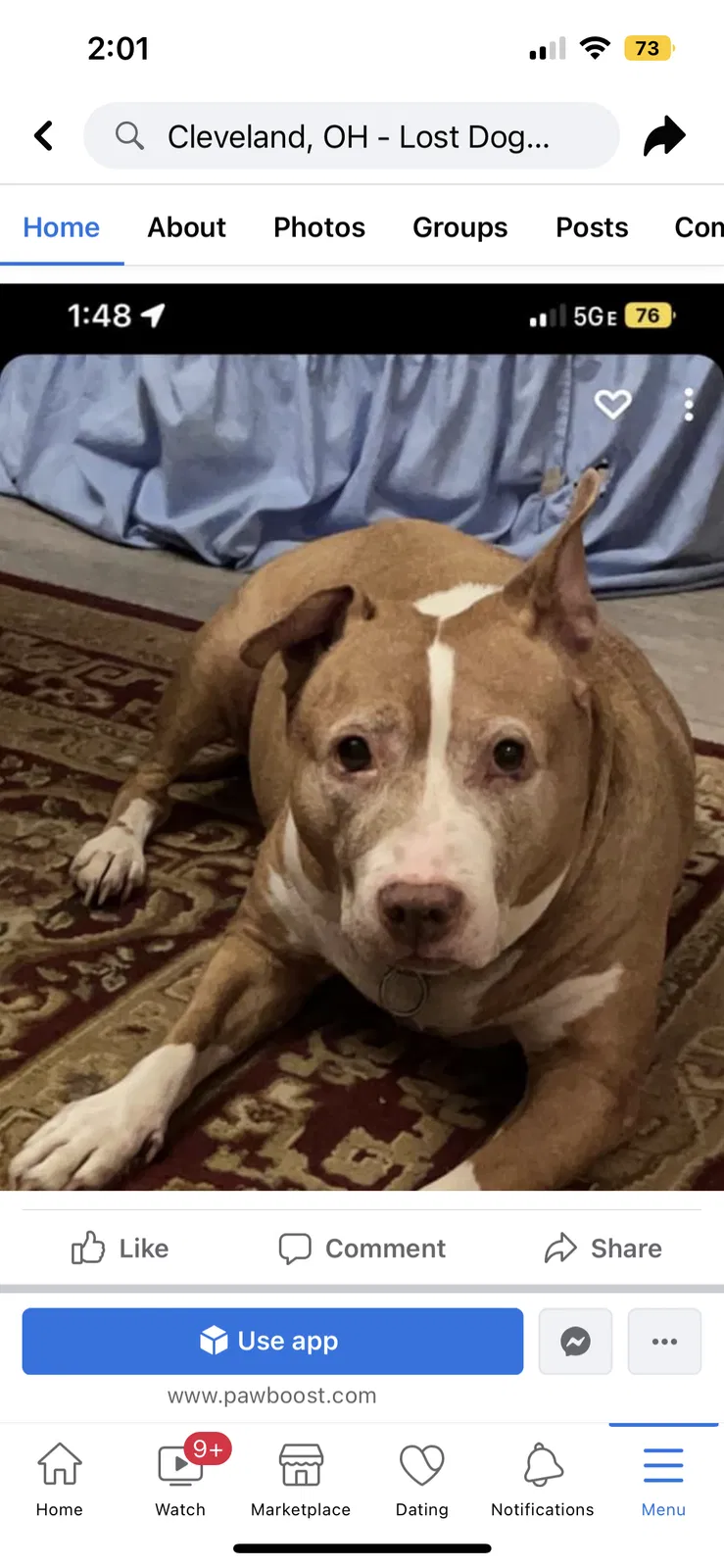 Lost dog in Euclid, OH, 44117